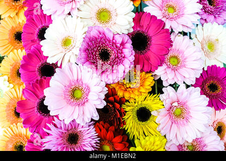 Gerbere colorate Foto Stock