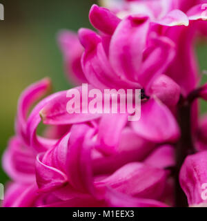 Una macro shot di alcuni giacinto rosa fiorisce. Foto Stock