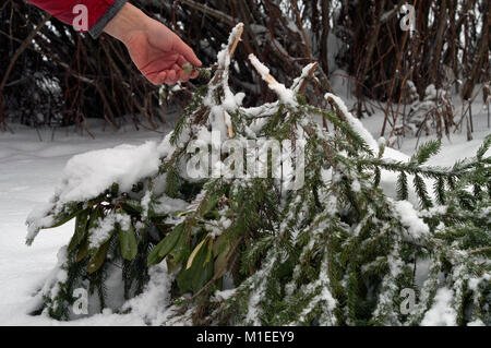 Mano umana la copertura vegetale o fiore con abete rami per proteggere dal gelo Foto Stock