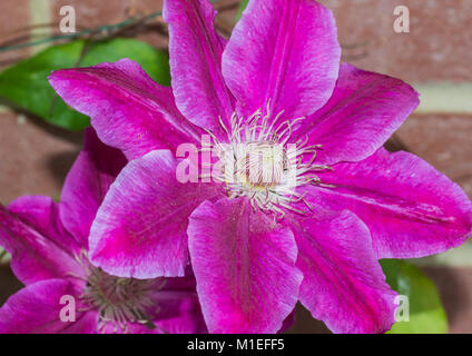 Una ripresa macro di un Dr Ruppel clematis bloom. Foto Stock