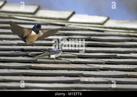 Barn swallow Hirundo rustica atterraggio sul tetto di Glenborrodale Centro Natura Scozia Scotland Foto Stock