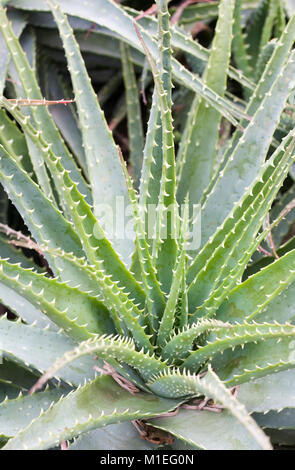 Aloe x spinosissima. Spider Aloe. Foto Stock