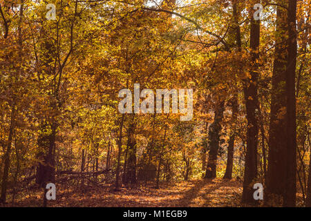 I colori dell'autunno nella foresta a Cape Fear Giardino Botanico Foto Stock