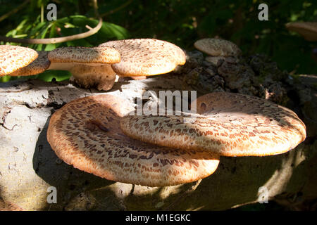 Schuppiger Porling, Schuppiger Stielporling, Schwarzfußporling, Polyporus squamosus, Baumpilz un alter, absterbender Kastanie, Dryad la sella, Pheasan Foto Stock