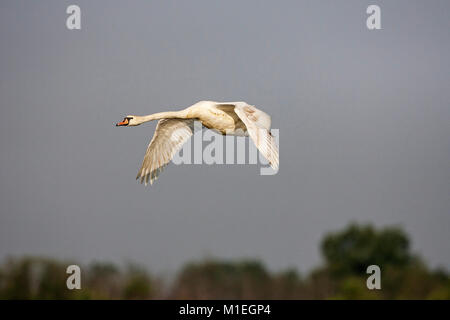 Cigno Cygnus olor in volo su una palude piscina vicino Tiszaalpar Kiskunsag Parco Nazionale Dél-alföld Ungheria Foto Stock