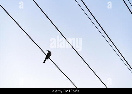 Un nativo di bargiglio rosso un uccello o un po' di bargiglio Bird su un filo di elettricità nel nord del NSW, Australia Foto Stock