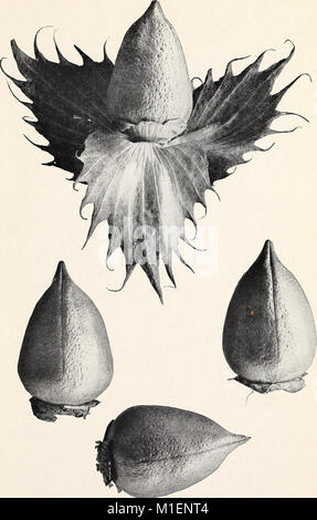 *A Study of Diversity in Egyptian Cotton* (1909) esamina la variazione genetica e le pratiche colturali del cotone egiziano, con particolare attenzione all'adattamento delle diverse varietà alle condizioni ambientali e al loro impatto sulla produzione di cotone in Egitto. Foto Stock