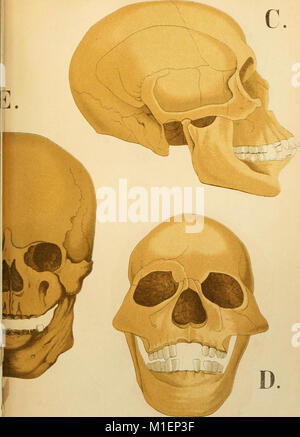 Atlante di anatomia immagini e fotografie stock ad alta risoluzione - Alamy