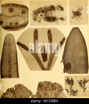 Alghe di Australia, in Tasmania e Nuova Zelanda raccolte dal rev. dott. Giuseppe Capra nel 1908-1909 (1922) (17762401610) Foto Stock