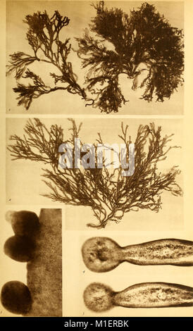 Alghe di Australia, in Tasmania e Nuova Zelanda raccolte dal rev. dott. Giuseppe Capra nel 1908-1909 (1922) (17763685409) Foto Stock
