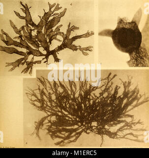 Alghe di Australia, in Tasmania e Nuova Zelanda raccolte dal rev. dott. Giuseppe Capra nel 1908-1909 (1922) (17949945755) Foto Stock
