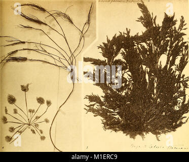 Alghe di Australia, in Tasmania e Nuova Zelanda raccolte dal rev. dott. Giuseppe Capra nel 1908-1909 (1922) (17762186298) Foto Stock