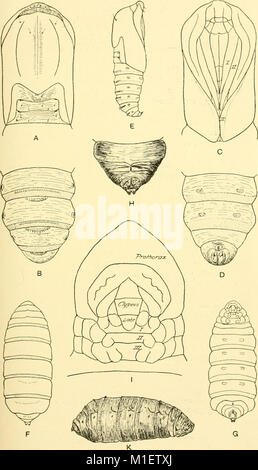 Invertebrati africani - un ufficiale delle ricerche sulla biodiversità (1919-1924) (17322622553) Foto Stock