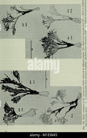 Avanza in biologia marina- volume 17 (1980) (17912284806) Foto Stock