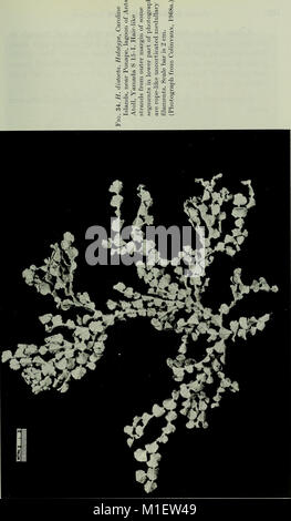 Avanza in biologia marina- volume 17 (1980) (17315825744) Foto Stock