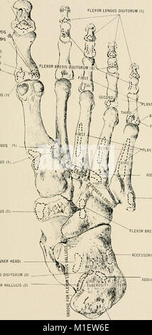 Anatomia in poche parole - un trattato di anatomia umana nella sua relazione di osteopatia (1905) (18190677292) Foto Stock