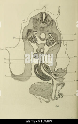 Ulteriori osservazioni sulla morfologia del tratto digerente del gatto (1900) (16585474120) Foto Stock