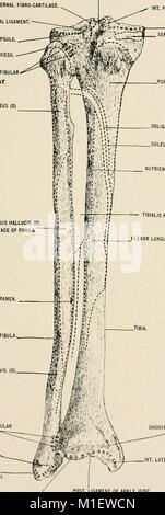 Anatomia in poche parole - un trattato di anatomia umana nella sua relazione di osteopatia (1905) (18006561190) Foto Stock