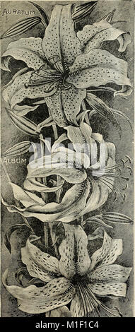 1902 Catalogo di grado elevato di semi, piante, lampadine, ecc. (1902) (19941759764) Foto Stock