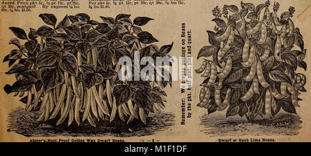 Fratelli Alneer seme e pianta catalogo per 1902 (1902) (20569672981) Foto Stock