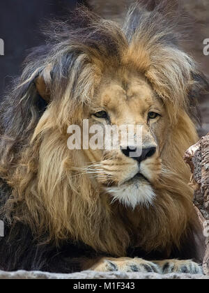 Lion, un ritratto Foto Stock