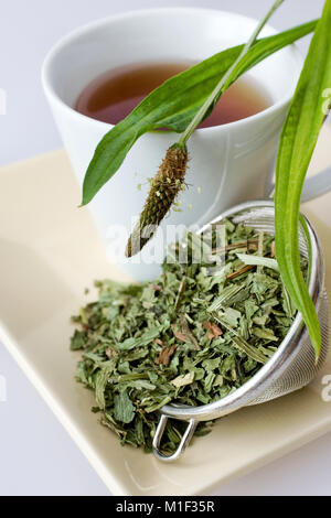 In casa rimedi a base di erbe - piantaggine tè (planzago lanceolata) sullo sfondo bianco - assistenza sanitaria e delle cure mediche Foto Stock