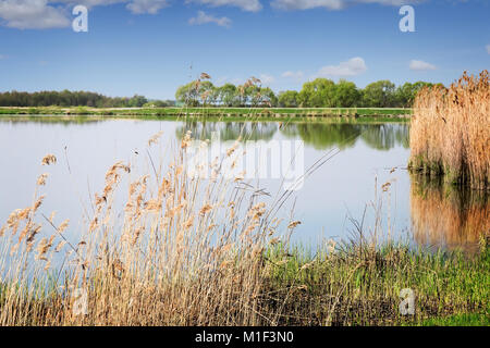 Grande lago, lungo le rive ricoperta da canneti. Sul lago ci sono pino e betulla. Una chiara giornata senza nuvole. Foto Stock