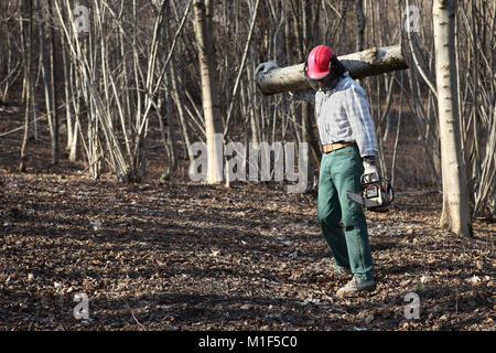 Lumberjack taglialegna con chainsaw portando i registri del grande albero nella foresta di autunno Foto Stock