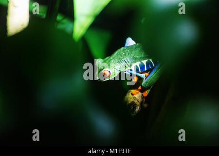 Occhi rossi rana Agalychnis callidryas in Costa Rica, America Centrale Foto Stock