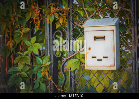 Vintage vecchia cassetta postale su un cancello coperto con foglie Foto Stock