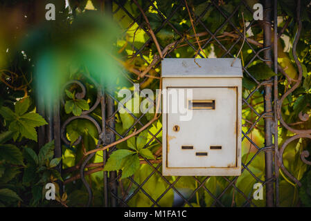 Vintage vecchia cassetta postale su un cancello coperto con foglie Foto Stock