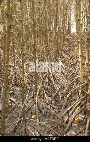 Alberi di mangrovia in piantato foresta di mangrovie in Thailandia Foto Stock