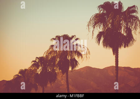 Fila di palme e montagne al tramonto Palm Springs Foto Stock