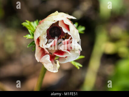 Una ripresa macro di un anemone de caan germoglio di fiore di apertura. Foto Stock