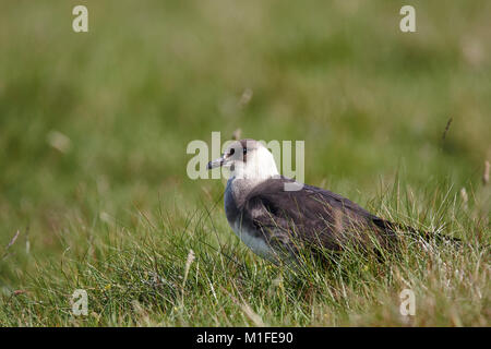 Un Actic Skua,adulto Stercoparius parasticicus,in piedi in erba, Foto Stock