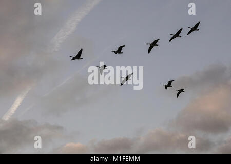 Fattoria Tuesley, Godalming. 30 gen 2018. Regno Unito Meteo. Un cielo terso ha portato a tutta la notte il gelo per la Home Counties. Un pupazzo di neve per iniziare la giornata a Godalming in Surrey. Credito: James jagger/Alamy Live News Foto Stock