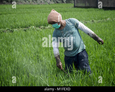 Guinobatan, Albay, Filippine. 30 gen, 2018. Un farmworker in Guinobatan bussa volcanis off di cenere di piante in un campo di riso durante una caduta di cenere dal vulcano Mayon. Il vulcano ha continuato ad eruttare ma non come drasticamente come si è verificato la scorsa settimana. Le piccole eruzioni sono ancora l'invio di nuvole di cenere su europee ad ovest del vulcano e del governo è di incoraggiare la gente a rimanere in ambienti chiusi, indossare maschere viso ed evitare attività faticose quando la cenere è caduta. Credit: Jack Kurtz/ZUMA filo/Alamy Live News Foto Stock