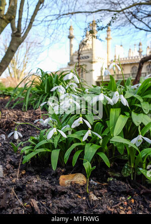 Brighton Regno Unito 30 Gennaio 2018 - Bucaneve in piena fioritura in una giornata di sole dal Royal Pavilion in Brighton oggi . Il meteo è prevista per essere molto più freddo in tutta la Gran Bretagna nei prossimi giorni dopo i recenti vento e pioggia fotografia scattata da Simon Dack Credito: Simon Dack/Alamy Live News Foto Stock