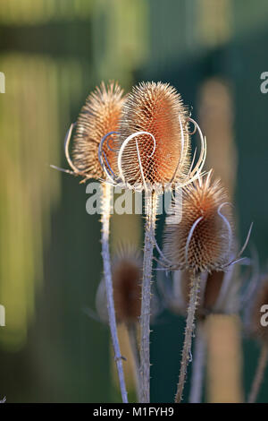 Teste Teasel Dipsacus fullonum, selvatici o teasel fuller's teasel, Inghilterra, Regno Unito. Foto Stock