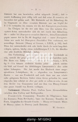 Abbildungen und Beschreibungen fossiler Pflanzen-Reste der palaeozoischen und mesozoischen Formationen (1903) (16522011719) Foto Stock