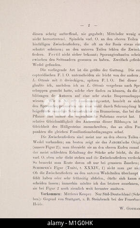 Abbildungen und Beschreibungen fossiler Pflanzen-Reste der palaeozoischen und mesozoischen Formationen (1903) (16085779584) Foto Stock