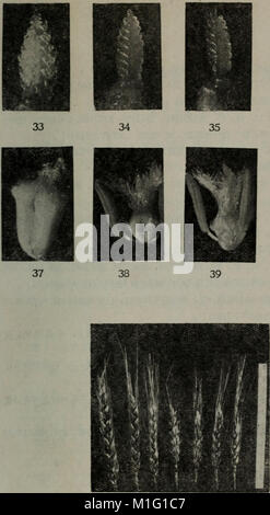 1959 nian bei jing di qu dong xiao mai zai pei yan jiu gao Bao Xuan ji (1959.9) (16644900086) Foto Stock