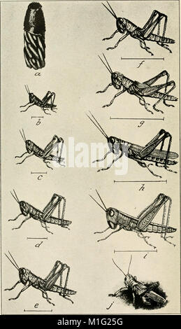 Un manuale di pericolosi insetti suscettibili di essere introdotti negli Stati Uniti attraverso le importazioni (1917) (14598182650) Foto Stock