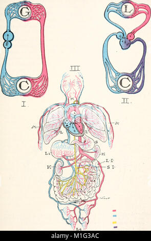 La Civic A biologia - presentato in problemi (c1914) (20628171586) Foto Stock