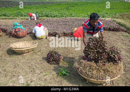 Fatiche sono il carico sulla benna di bambù Lal (Shak Amaranto Rosso) a Savar in Bangladesh. Foto Stock