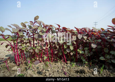 Lal (Shak Amaranto Rosso) sul campo a Savar in Bangladesh. Foto Stock