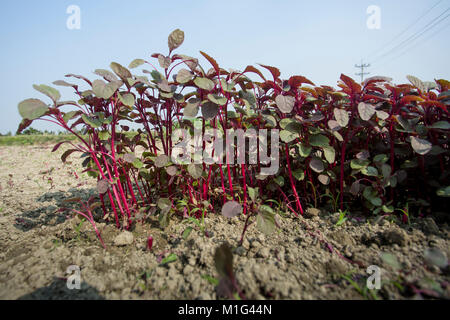 Lal (Shak Amaranto Rosso) sul campo a Savar in Bangladesh. Foto Stock