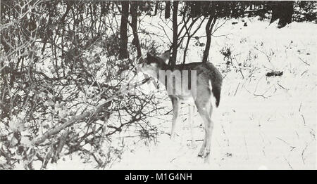 Un'analisi della Pennsylvania risorse forestali (1982) (17983461369) Foto Stock