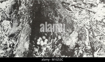 Un'analisi della Pennsylvania risorse forestali (1982) (17983463959) Foto Stock