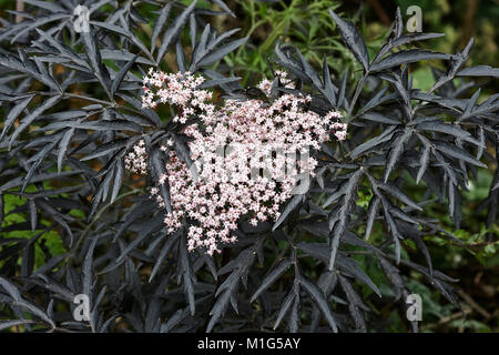 Un nero lasciava Sambucus nigra in una siepe. Foto Stock